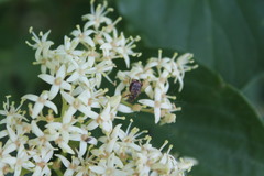 Valgus canaliculatus