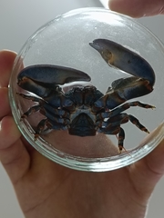 Petrolisthes violaceus