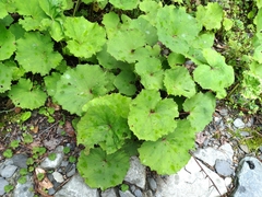 Petasites formosanus