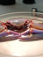 Petrolisthes violaceus