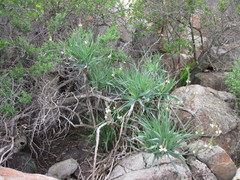 Trachyandra adamsonii