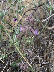 Phacelia vallis-mortae