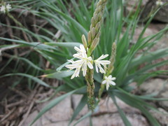 Trachyandra adamsonii