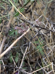 Phacelia vallis-mortae