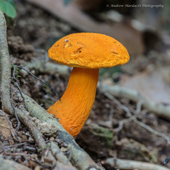 Aureoboletus auriflammeus