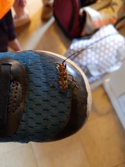 Aegomorphus modestus