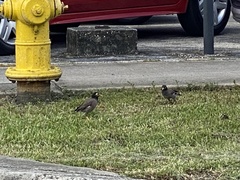 Acridotheres tristis