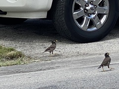 Acridotheres tristis