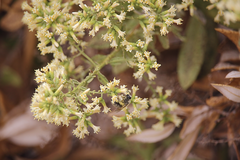 Spinoliva ilicifolia