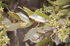 Spinoliva ilicifolia