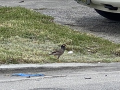 Acridotheres tristis