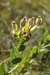 Lopholaena dregeana