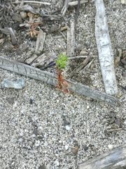 Lastarriaea coriacea