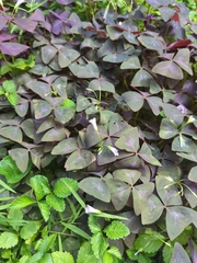 Oxalis triangularis