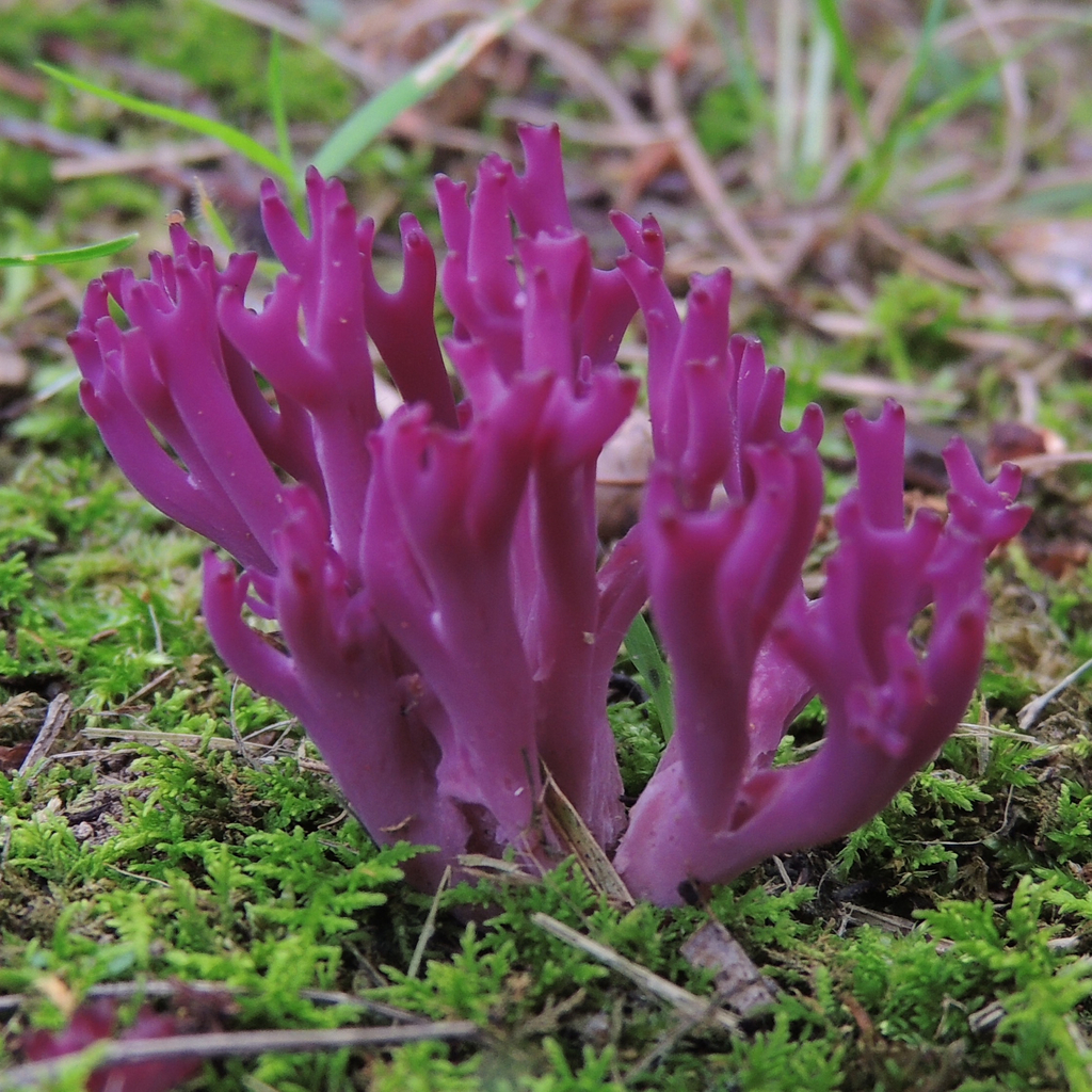 violet coral fungus (Clavaria zollingeri) · iNaturalist