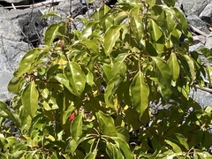 Cinnamomum camphora