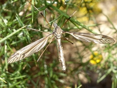 Tipula lateralis