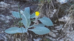 Hieracium tomentosum