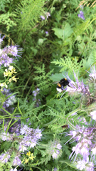 Bombus