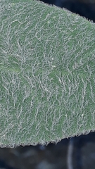 Hieracium tomentosum