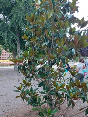 Magnolia grandiflora