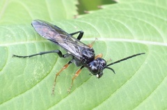 Tenthredo mandibularis