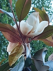 Magnolia grandiflora