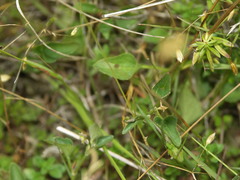 Viola canina