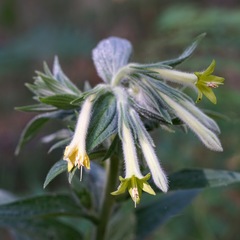 Lithospermum macromeria
