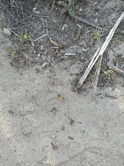 Lastarriaea coriacea