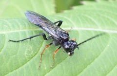 Tenthredo mandibularis