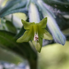 Lithospermum macromeria