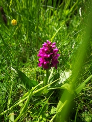 Dactylorhiza purpurella