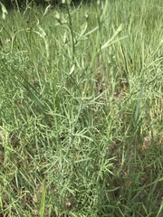 Artemisia abrotanum