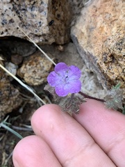 Phacelia vallis-mortae