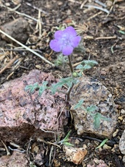 Phacelia vallis-mortae