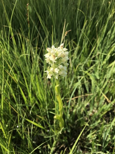 Kukavica (Dactylorhiza)