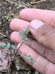 Phacelia vallis-mortae