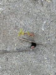 Lastarriaea coriacea