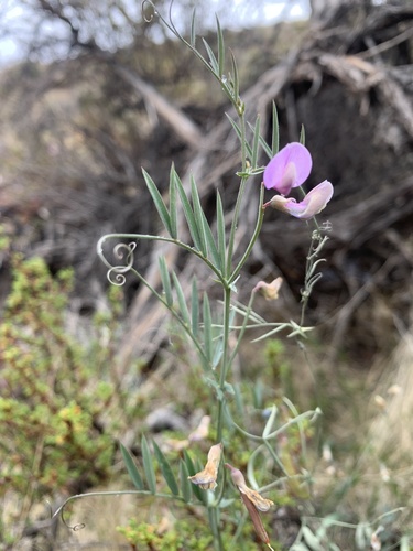 Bullfrog Mountain pea (Lathyrus hitchcockianus)
