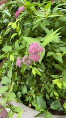 Spiraea japonica