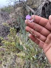 Lathyrus hitchcockianus
