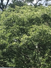 Castanea crenata