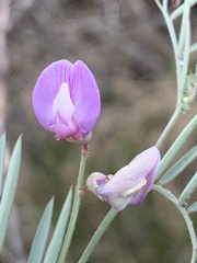 Lathyrus hitchcockianus
