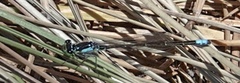 Ischnura cervula