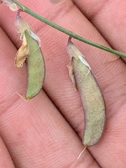 Lathyrus hitchcockianus