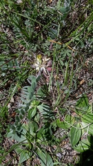 Astragalus exscapus