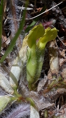Astragalus exscapus