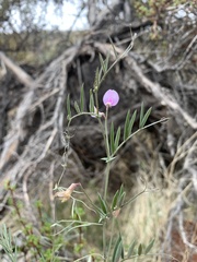 Lathyrus hitchcockianus