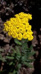 Achillea tomentosa